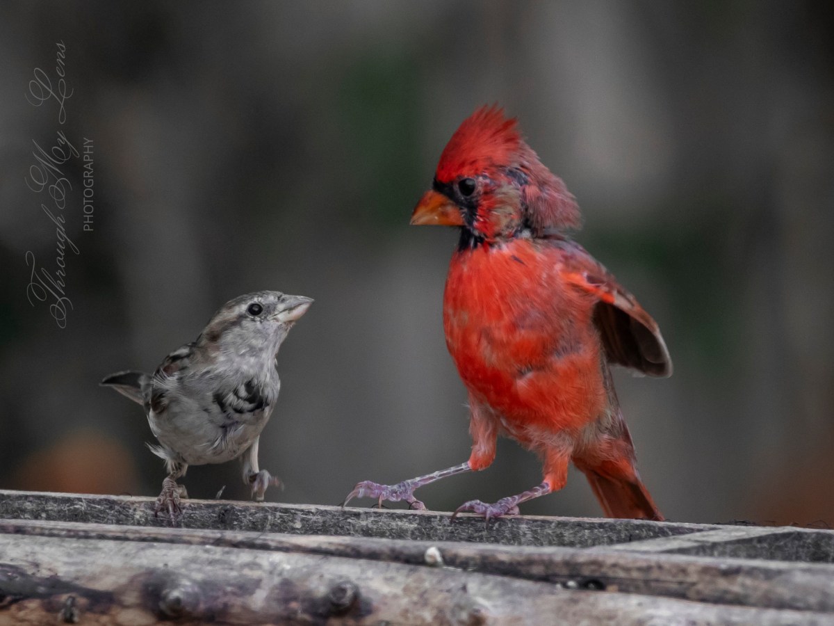 First Watch: Stuff You Should Know