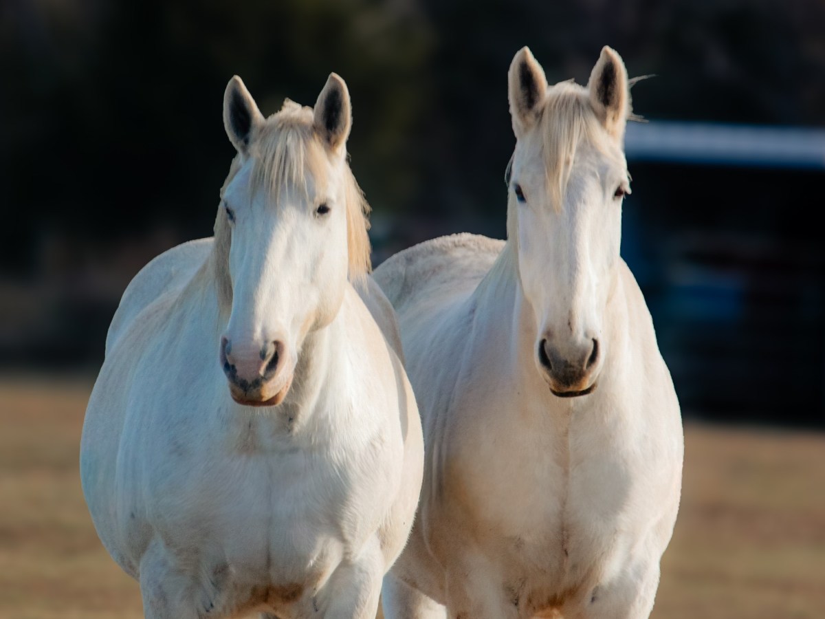 First Watch: Stuff You Should Know